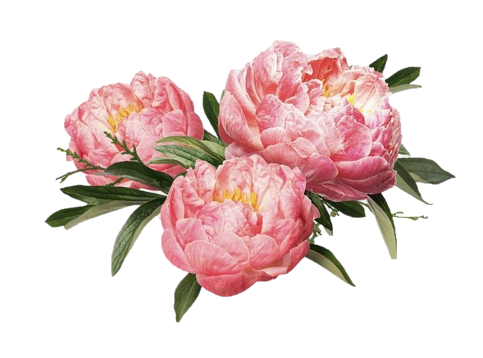 peony.png